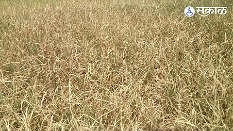 Paddy crop belonging to farmer Kisan Durge of Mulshi destroyed by fire.