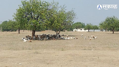 Solapur Mangalwedha Fodder Shortage Forces Farmers to Buy Feed From Karnataka as Farmers Demand Fodder Depots and Aid