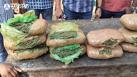 ganja seized