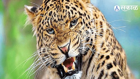 Sinhagad West Leopard Terror Three Motorcycle Riders Attacked Near Khanapur Ranjane Pabe Road One Woman Suffers Injuries
