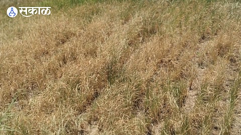 Mulshi Tehsil Drought