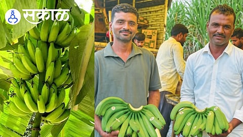 Kapsukhed farmers banana export success