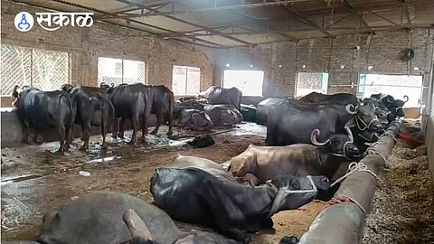 loni village Livestock farmers in distress due to lack of water and fodder
