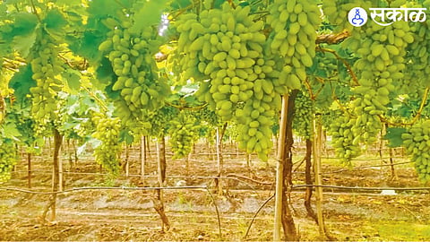 Maharashtra grape exporters face declining certified export volumes amid rising costs, climate challenges and global competition.