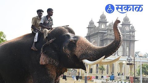 Prashanth elephant selected for Mysuru Dasara 2026
