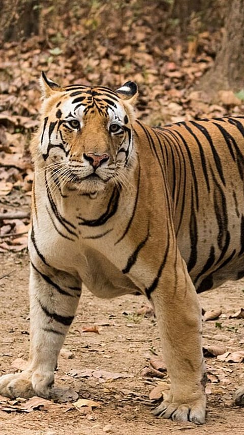 tiger