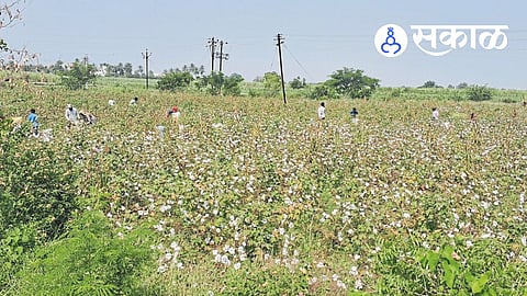 cotton cultivation in Phaltan taluka 2026