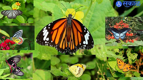 Colourful butterfly species found in Raigad district, where diverse natural habitats support rich butterfly biodiversity.