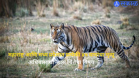 Tiger conservation faces growing challenges amid reported tiger deaths, habitat loss and increasing human-wildlife conflict in Maharashtra and Madhya Pradesh.