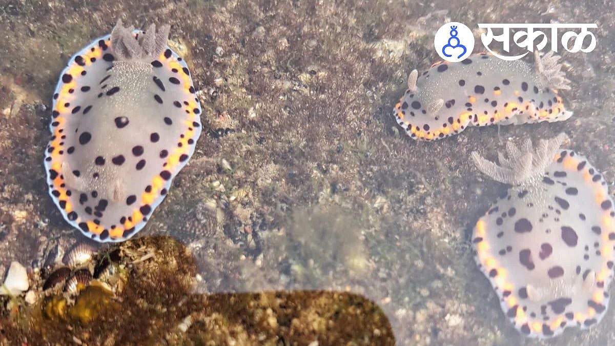 Bombay Dorid Slug : हर्णेच्या समुद्रकिनाऱ्यावर दडलाय रंगीबेरंगी खजिना! 'बॉम्बे डोरिड स्लग' या अत्यंत दुर्मिळ सागरी जीवाची पहिलीच नोंद, अभ्यासकही थक्क