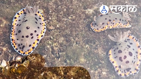 Bombay Dorid Slug found at Harne Beach Dapoli