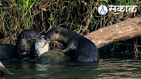 otter presence in Krishna River Maharashtra