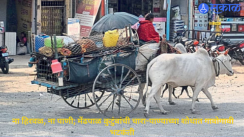 Shepherd families travel with their belongings on bullock carts in search of water, fodder and grazing land amid drought conditions in the Sonpeth region