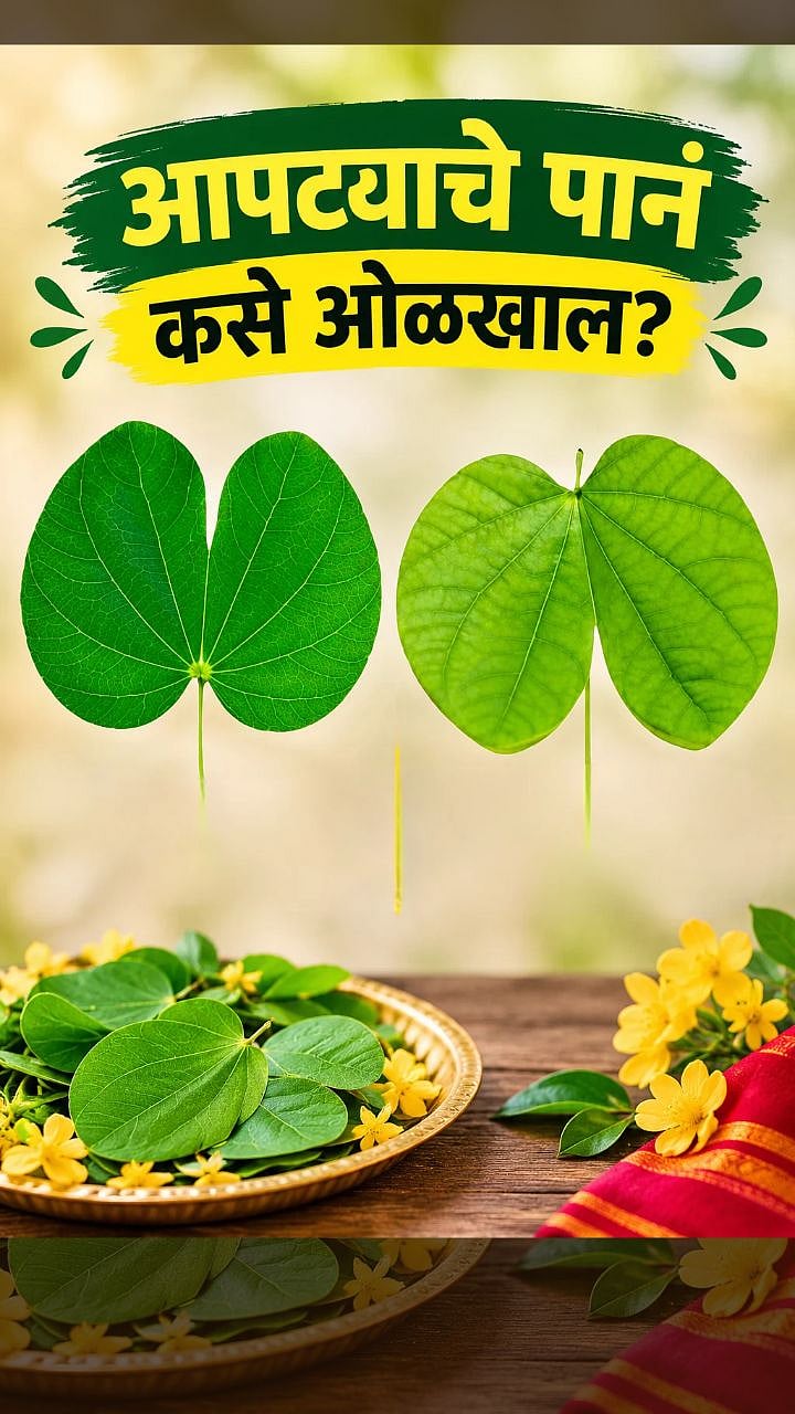 दसऱ्याला आपट्याचे समजून कांचनाचे पान तर वाटत नाही ना? फरक ओळखाच!
