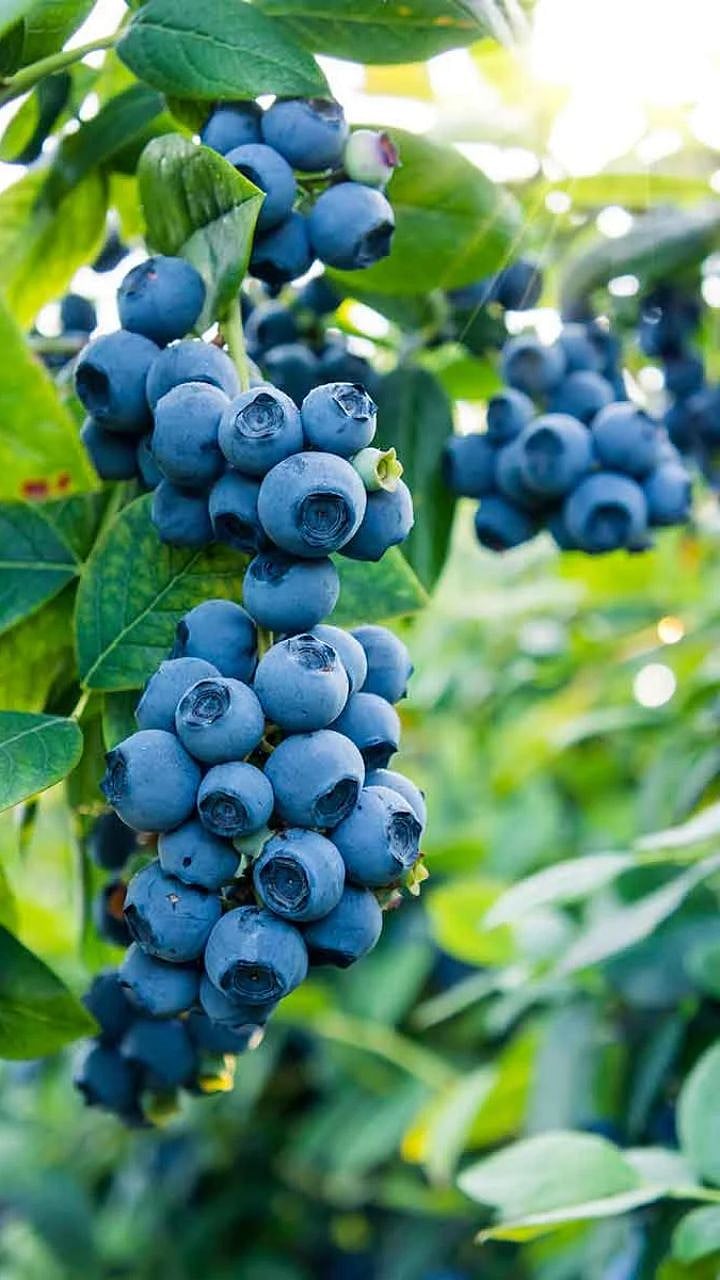 Health Benefits : कर्करोगाविरुद्ध 'ढाल' ठरणार हे छोटं निळं फळ! अँटीऑक्सिडंट्सचा खजिना अन् शरीराला मिळतात थक्क करणारे फायदे