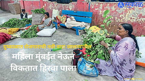Jalna Women Travel to Mumbai Daily to Sell Medicinal and Religious Leaves Amid Drought