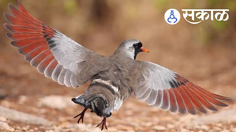Namakwa Dove spotted in Raigad district