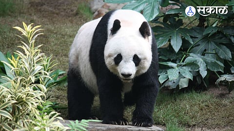 china panda