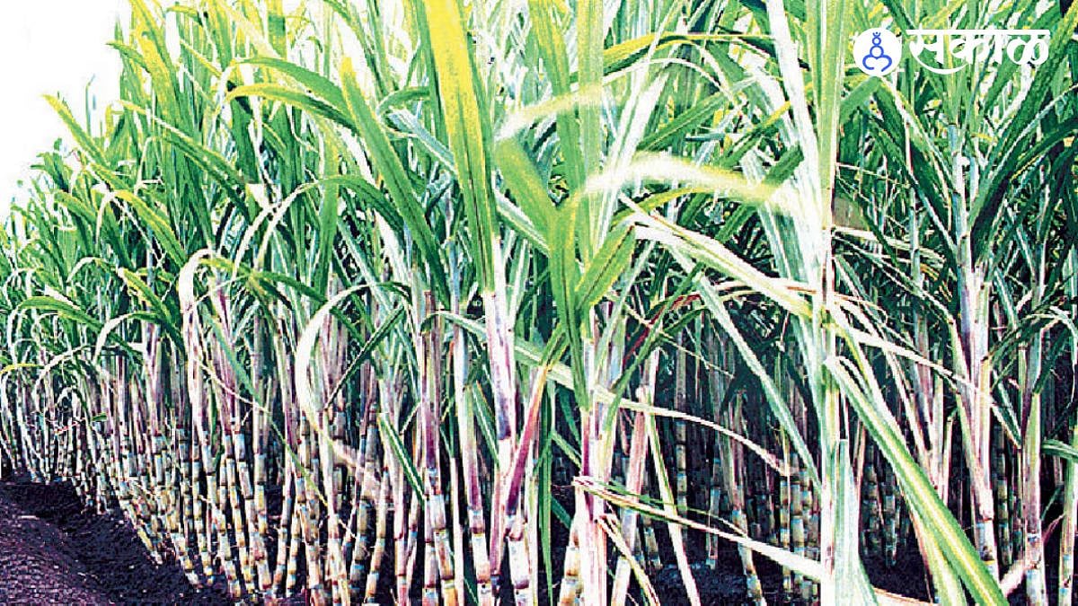 Sugarcane : खासगी वजन काट्यावरील ऊस नाकारता येणार नाही; साखर आयुक्तालयाचा निर्वाळा