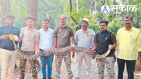 12-foot python found in Tambale Bhudargad