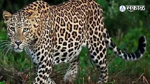 Maharashtra Leopard News Junnar Village on Alert After Leopard Attacks 17 Year Old Girl in Bori Budruk Residential Area