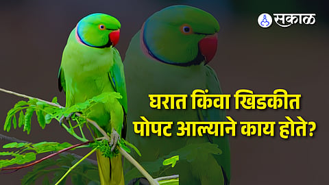 Parrot Vastu Tips Meaning of Parrot Coming to House & How to Attract