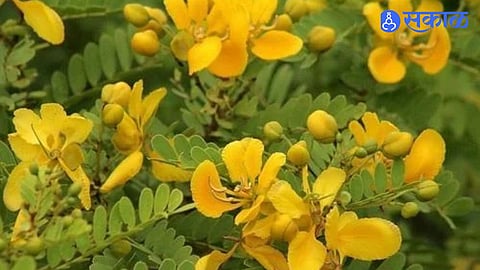 Maharashtra Highway Greenery Push Calls for Native Tarwad Plantation on Solapur Tuljapur Road to Support Local Biodiversity