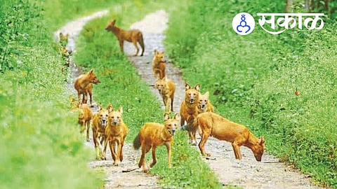 Rare wildlife sighting in Chandoli Maharashtra