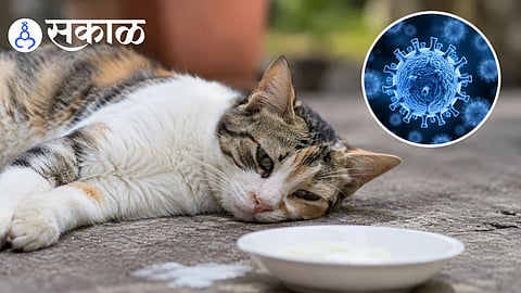 feline panleukopenia symptoms