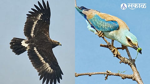 Kukudwad Wildlife Survey Records Nepalese Eagle and European Bluebirds Highlighting Man Desh Biodiversity and Conservation