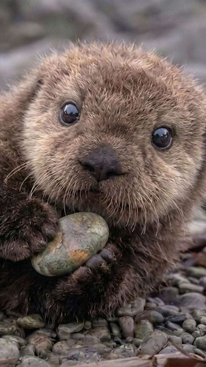 Why Do Sea Otters Keep Rocks : उदमांजर आयुष्यभर एकच 'दगड' का जपून ठेवते? जाणून घ्या या चतुर जलचराचे थक्क करणारे रहस्य