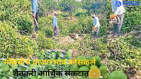Sweet lime farmers in Narkhed and Katol face mounting financial pressure as market prices decline.