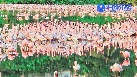 Flamingos in Navi Mumbai 2026