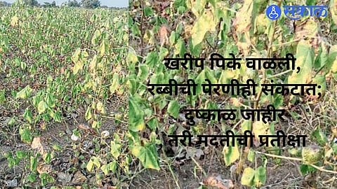 Drought-hit farmers in Samudrapur taluka of Wardha district face Kharif crop losses and uncertainty over Rabi sowing due to a lack of soil moisture.