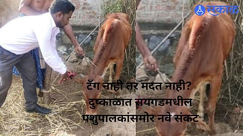 Livestock ear tagging in Pali, Raigad district, as the Animal Husbandry Department urges farmers to complete tagging to access government schemes.