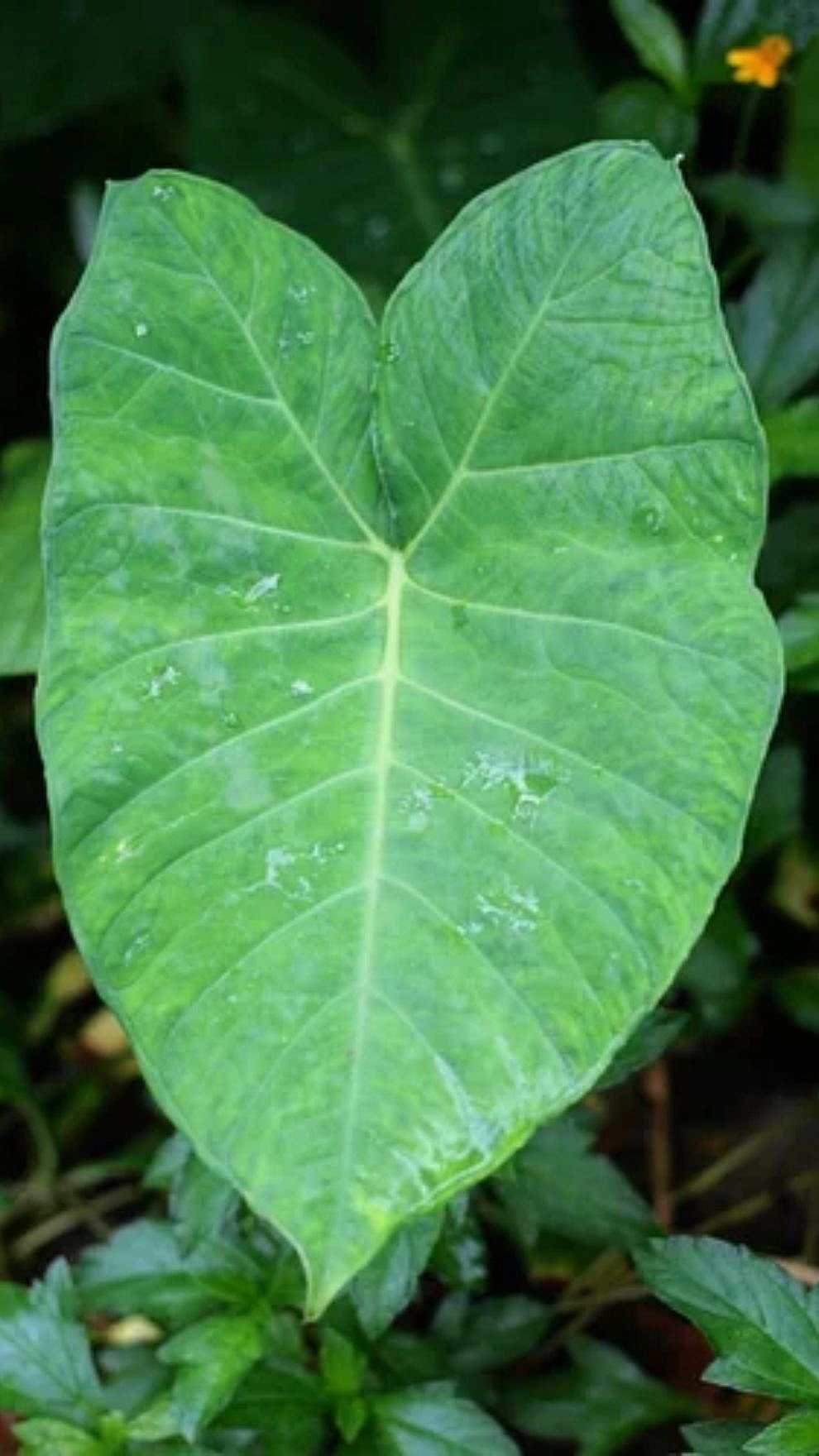 Colocasia Leaves Benefits : हृदयविकाराचा धोका टाळायचा आहे? आजपासूनच खाऊ लागा ही पौष्टिक पाने, मिळतील आश्चर्यकारक फायदे