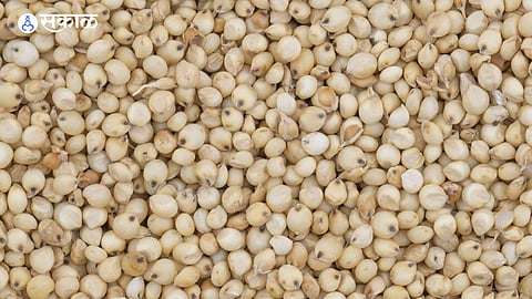Sorghum Seeds