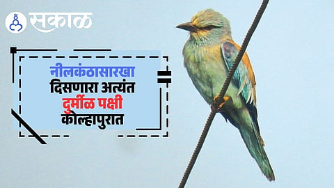 European Roller bird sighting in Mahe village