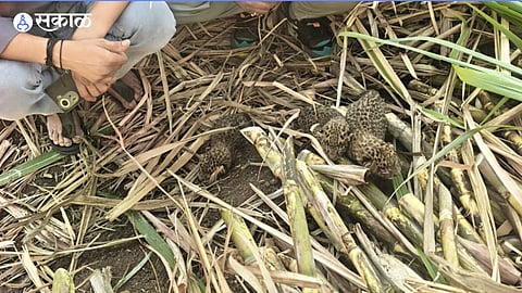 Three leopard cubs found in Ajit Walunj’s sugarcane field in Vadgaon Anand.