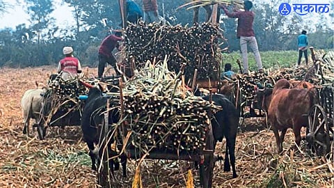 Sugarcane harvesting begins in Gangapur as farmers demand official prices from sugar mills.