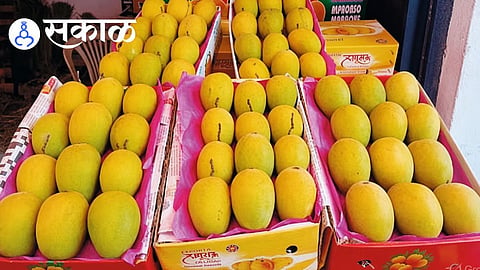 Kolhapur Hapus Mango Arrival