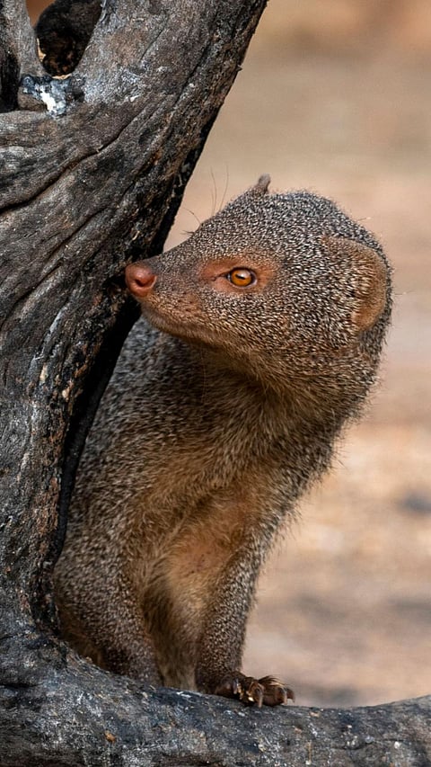 mongoose