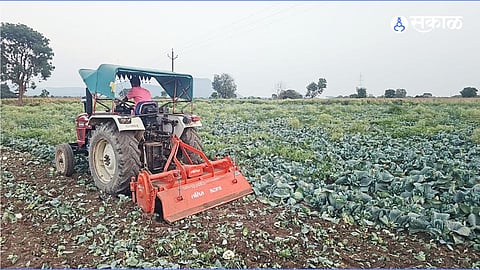 Farmer Destroys Cabbage Crop Across Two Acres in Chaugaon