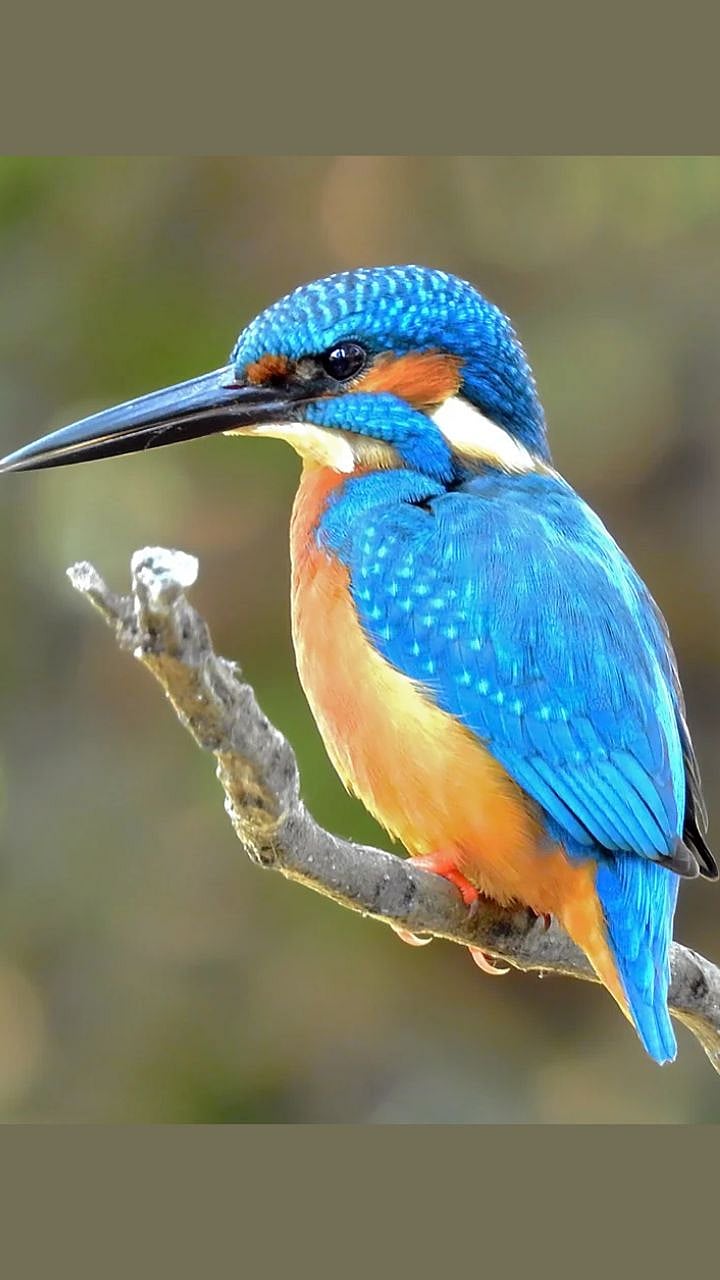 Kingfisher Bird Facts : काय सांगता? स्वतःच्या वजनापेक्षा कैक पटीने जास्त खातो हा छोटासा पक्षी; 'किंगफिशर'ची ही खासियत वाचून व्हाल आवाक्