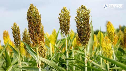 jowar crop