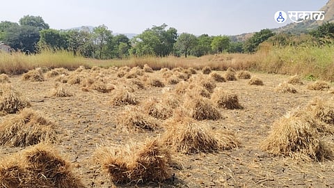 Paddy crop in Nandgaon withered due to lack of rain