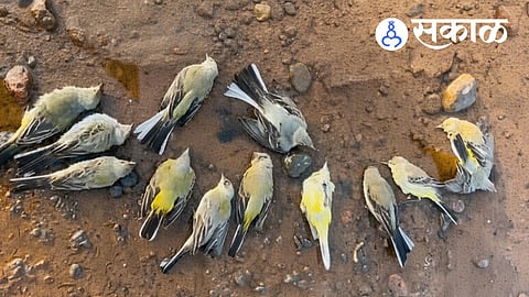 Yellow Wagtail bird deaths in Maharashtra