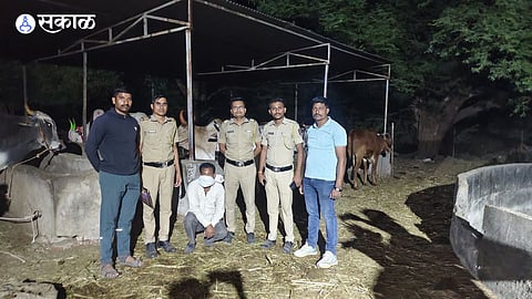 23 Cattle Rescued from Slaughter by Pachod Police Eicher Truck