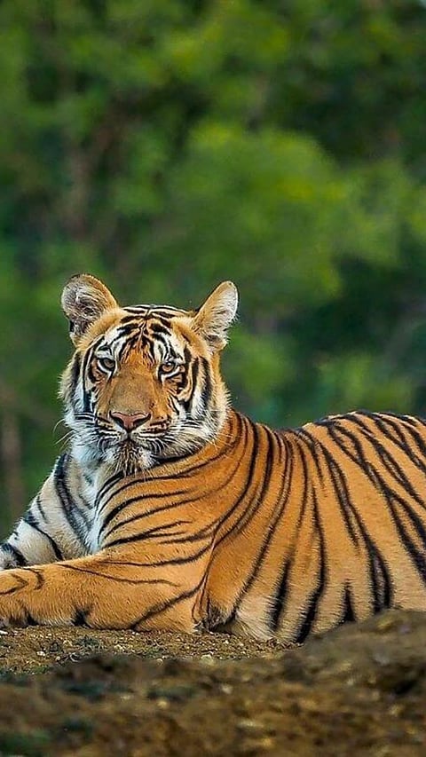 tiger