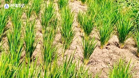 Farmland dry due to lack of rain